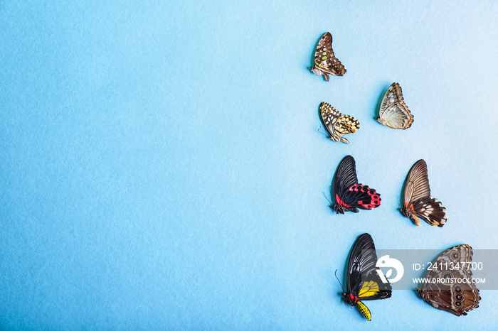 Beautiful tropical butterflies on color background