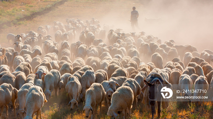 Herd of sheep grazing on the hills