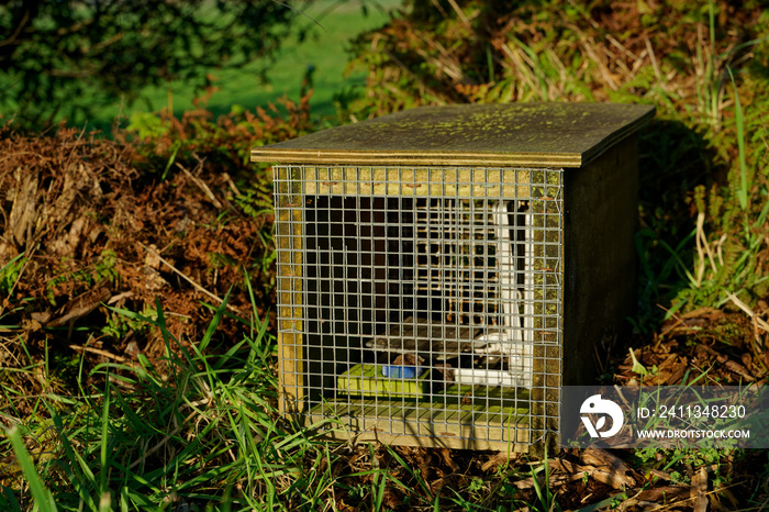 Predator free New Zealand, rat and mustelid trap.