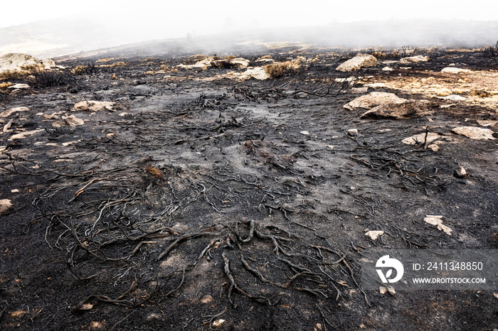 Remains of a forest fire with burned scrub.