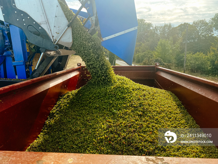 unloading harvested grapes into truck body