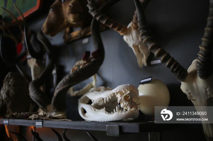 Animal Bones: Dead Animal Horror Oddities