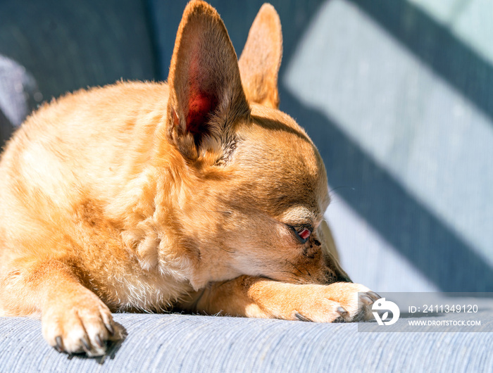 Chiweenie Dog Sleeping on Chair in Sunlight