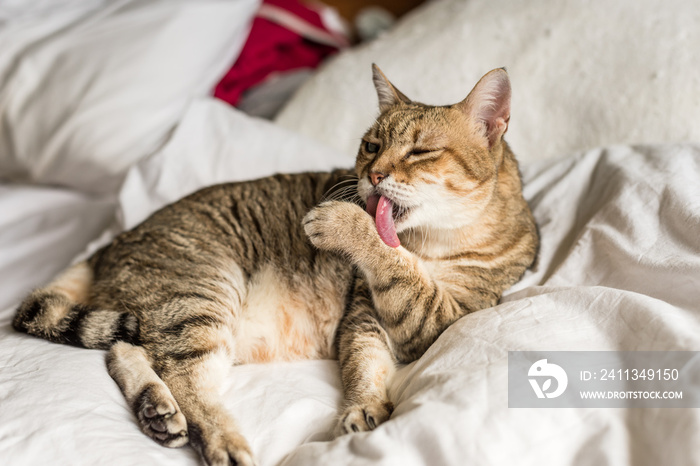 cat wash and stay on a bed