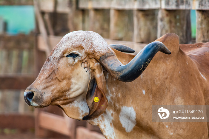 portrait of a cow