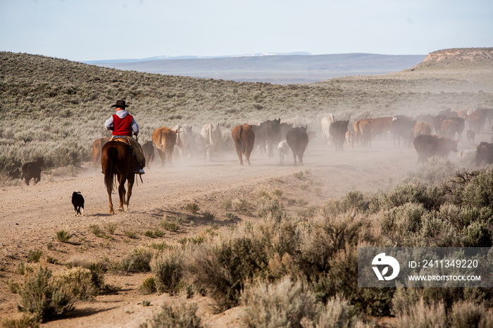 Silver Lake, Oregon - 5/13/2009:  A cowboy on his horse moving a herd of cattle to an adjacent desert pasture on the ZX ranch near Silver Lake.