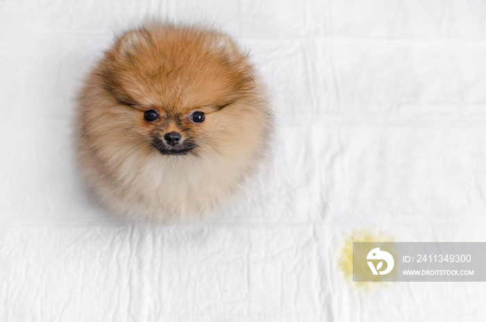 fluffy pomeranian puppy and urine puddle, view from above