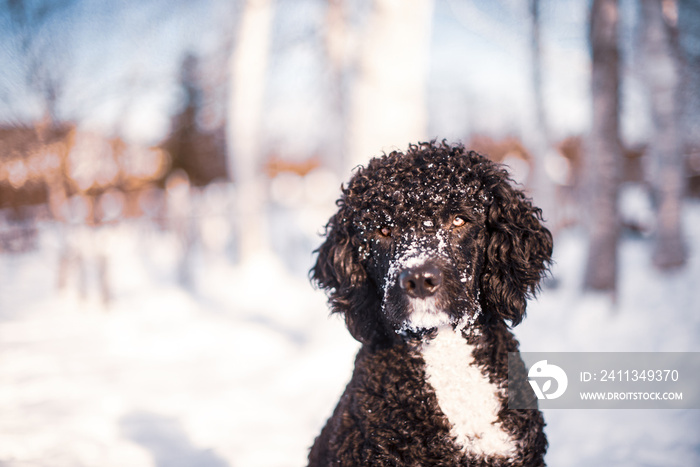 Portuguese Water Dog playing in the snow in winter