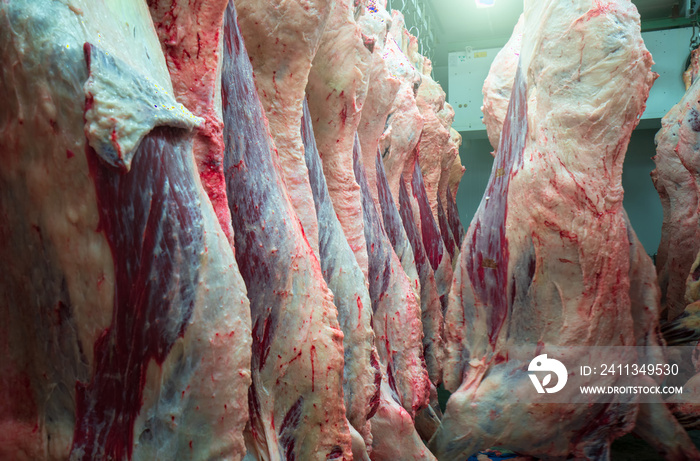 Cattles cut and hanged on hook in a slaughterhouse. Halal cutting.Cow meal in slaughter house.Slaughterhouse meat processing plant cut marble beef.A lot of frozen carcasses hanging in hook cold store.