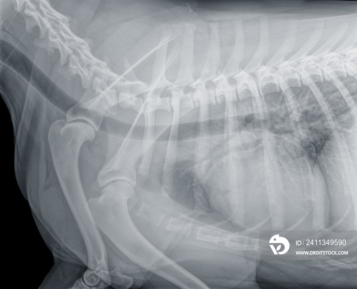 Normal digital x-ray of the forehand of a large dog in side view. Clearly visible are the thorax with heart and ribs, trachea, vertebrae and both shoulder joints. Isolated on black