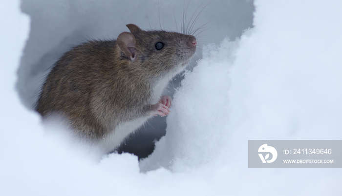 Brown rat in the white snow