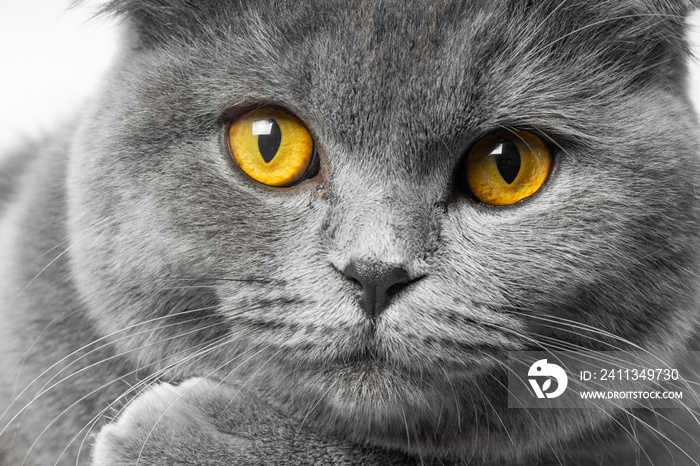 gray british shorthair cat with beautiful eyes on a white background