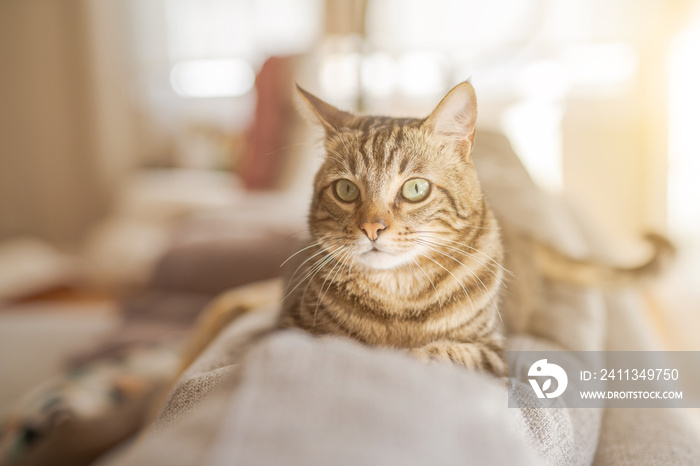 Beautiful short hair cat lying on the sofa at home