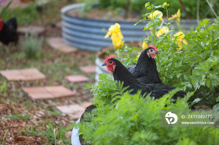 Black Australorp chickens sitting in lush vegetable garden surrounded by carrot leaves