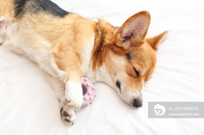 Cute dog with toy lying on bed