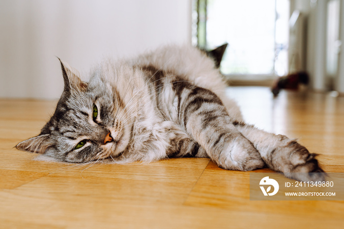 gray fluffy long-haired domestic cat with green eyes lies on parquet floor of apartment, resting lazily