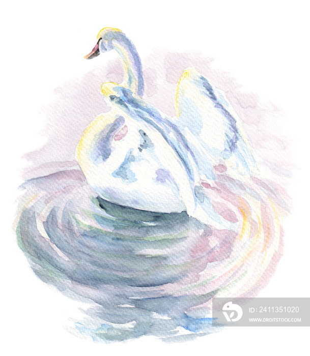 Graceful majestic white swan swimming in lake in early morning dawn. Romantic realistic illustration - soft watercolor graphics on paper. Isolated on white background.