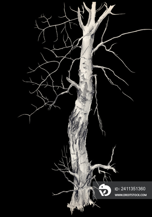 Old birch tree isolated on a black background, vintage pencil sketch drawing