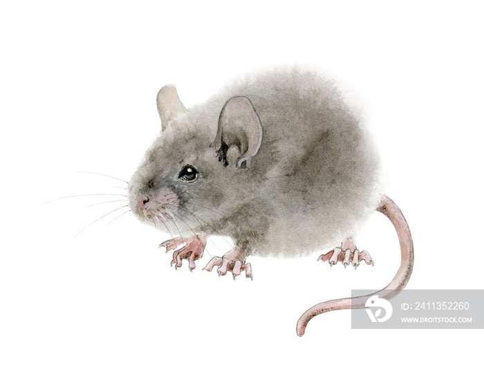 Watercolor mouse (rat) illustration. Hand drawn illustration of a cute fluffy gray mouse rat with pink ears and small tail, isolated on white background