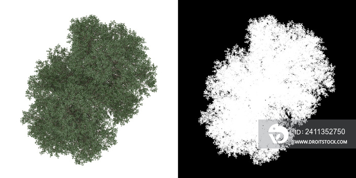 Top view of tree (Tilia) png with alpha channel to cutout 3D rendering