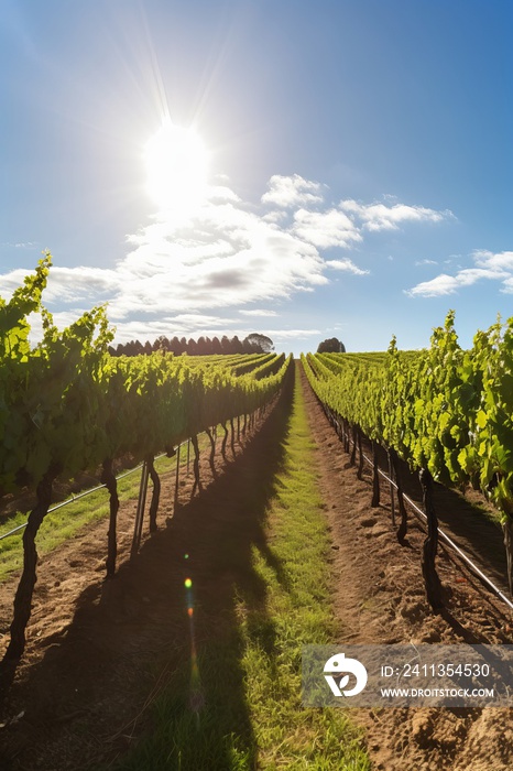 Scenic Vineyard Rows Basking in Warm Sunlight with Blue Sky