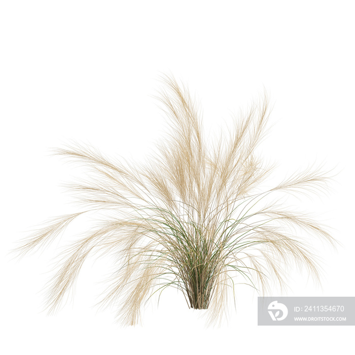 3d  of nassella tenuissima bush isolated on transparent background