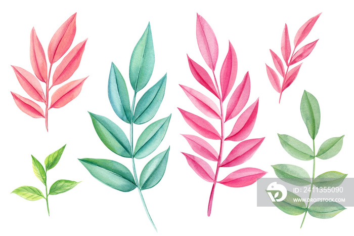 Colored Palm leaf set on isolated background. Green and pink tropical floral elements. Hand drawn watercolor leaves.