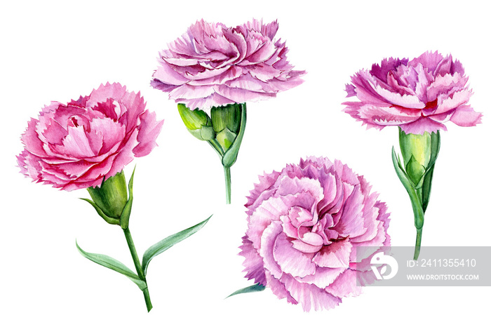 beautiful carnation flowers on an isolated white background, watercolor illustration