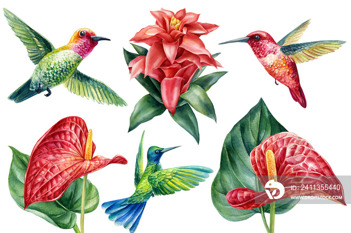 Tropical flowers and hummingbird birds on isolated white background, watercolor illustration