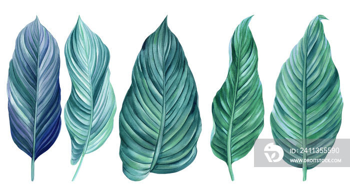 Palm leaf set on isolated background, botanical painting. Colorful tropic leaves Hand drawn watercolor