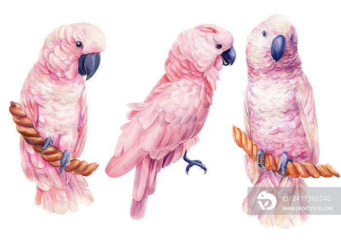 cockatoo on isolated white background, watercolor illustration, birds parrots
