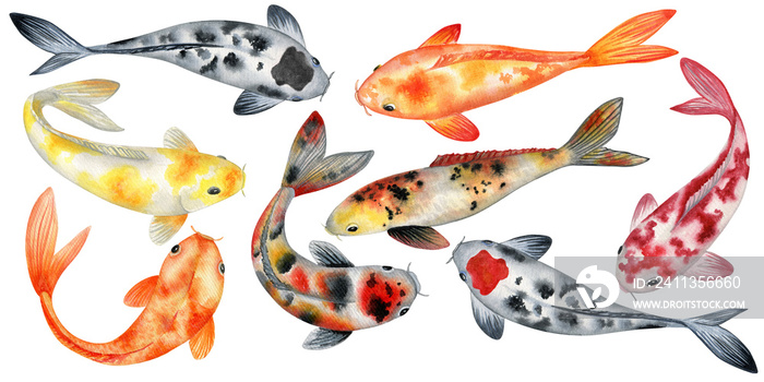 Koi fishes hand drawn watercolor clipart set. Japanese carps isolated illustrations.  Isolated clipart element on white background.