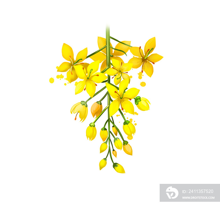 Amaltas - Cassia fistula ayurvedic herb, flower. digital art illustration with text isolated on white. Healthy organic spa plant widely used in treatment, for preparation medicines for natural usages