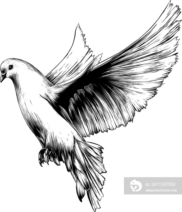 PNG engraved style illustration for posters, decoration and print. Hand drawn sketch of white dove in monochrome isolated on white background. Detailed vintage woodcut style drawing. Dove