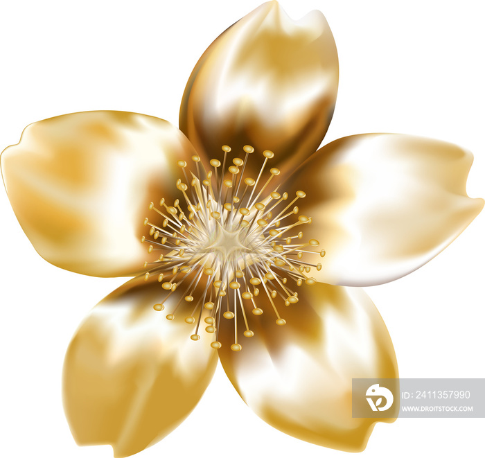 Gold sakura flowers on a transparent background