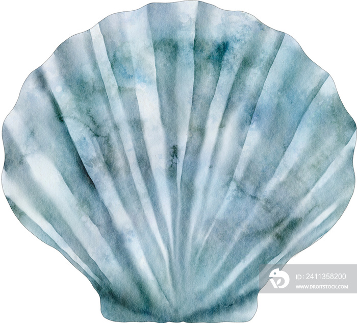 watercolor shell