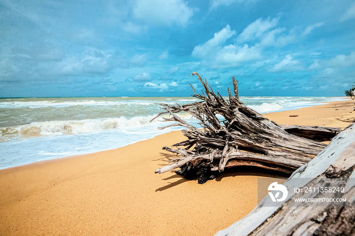 driftwood on the beach