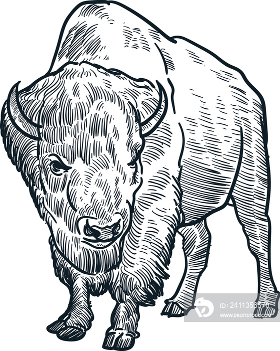 Vintage hand drawn sketch bison