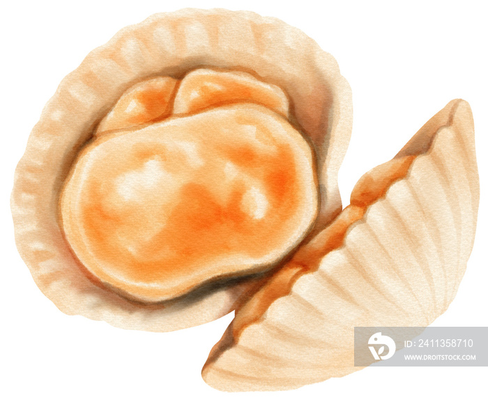 Shell Seafood Watercolor illustration