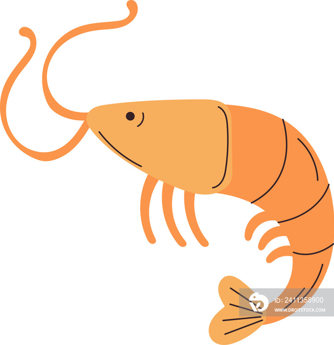 shrimp sea animal cartoon art