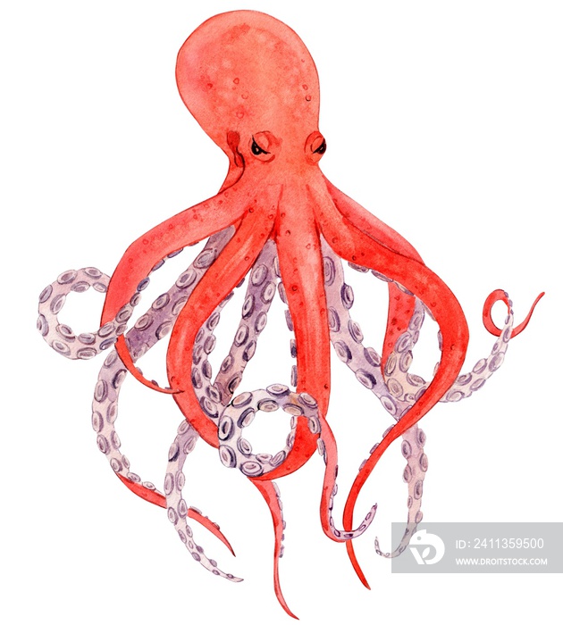 Orange octopus on a white background. Illustration of a sea creature with tentacles isolated on a white background. Watercolor, handmade.