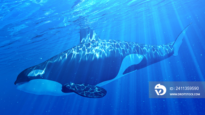 3d rendered illustration of an orca