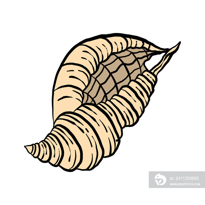 Hand Drawn Shell Illustrations