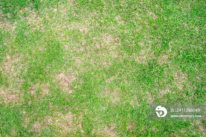 Dry grass leaf change from green to dead brown in a circle lawn texture background dead dry grass.