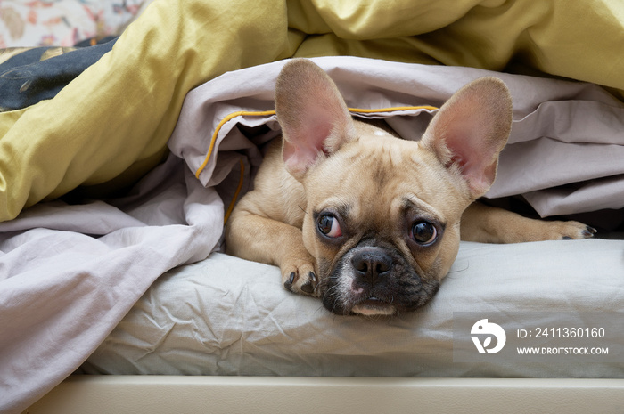 purebred dog french bulldog with a funny black muzzle with big ears and sad eyes lies on a cozy large pillow covered with a soft warm yellow blankets