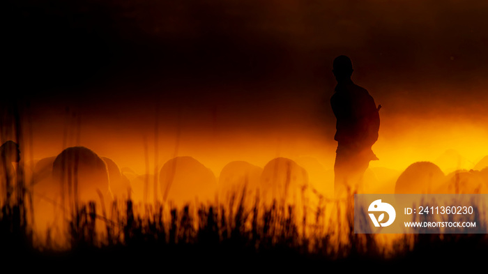 Sunset nature and shepherd. Sunset nature background. Sheeps and shepherd silhouette.