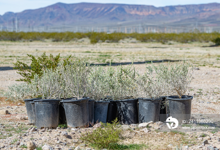 Cattle Saltbush (Atriplex polycarpa) shrubs potted native plants in 1 gallon pots grown from a greenhouse for outplanting on an alkali ecological restoration site in Mojave Desert