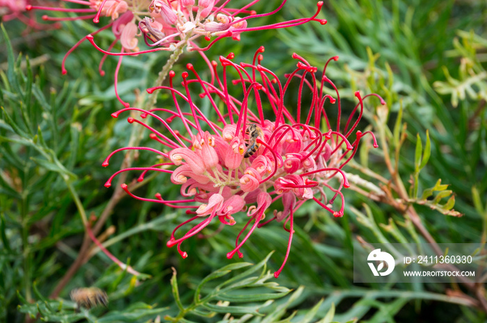 Blooming grevillea flower close up with honey bee collecting nectar, pollen