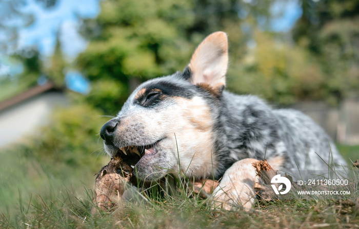 Happy puppy chewing on wood stick outside. Little black and white puppy dog lying on the grass with paw over wood branch and open mouth. Blue heeler puppy or Australian cattle dog. Selective focus.