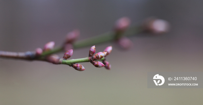 Buds of prunus avium